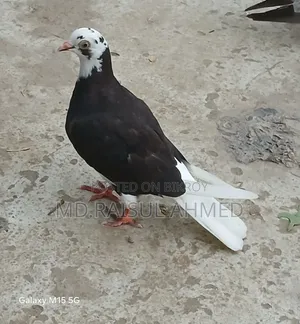 কিছু গিরিবাজ ও রেসার কবুতর বিক্র হবে