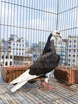 কিছু গিরিবাজ ও রেসার কবুতর বিক্র হবে