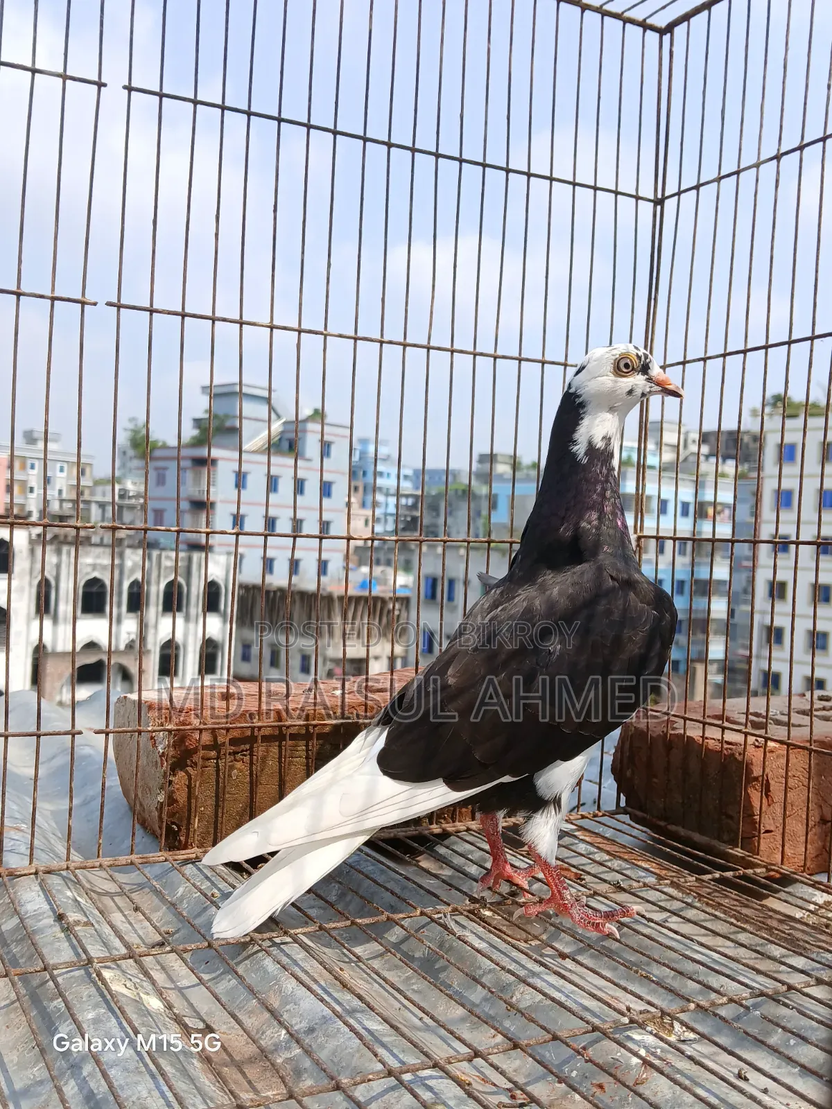 কিছু গিরিবাজ ও রেসার কবুতর বিক্র হবে