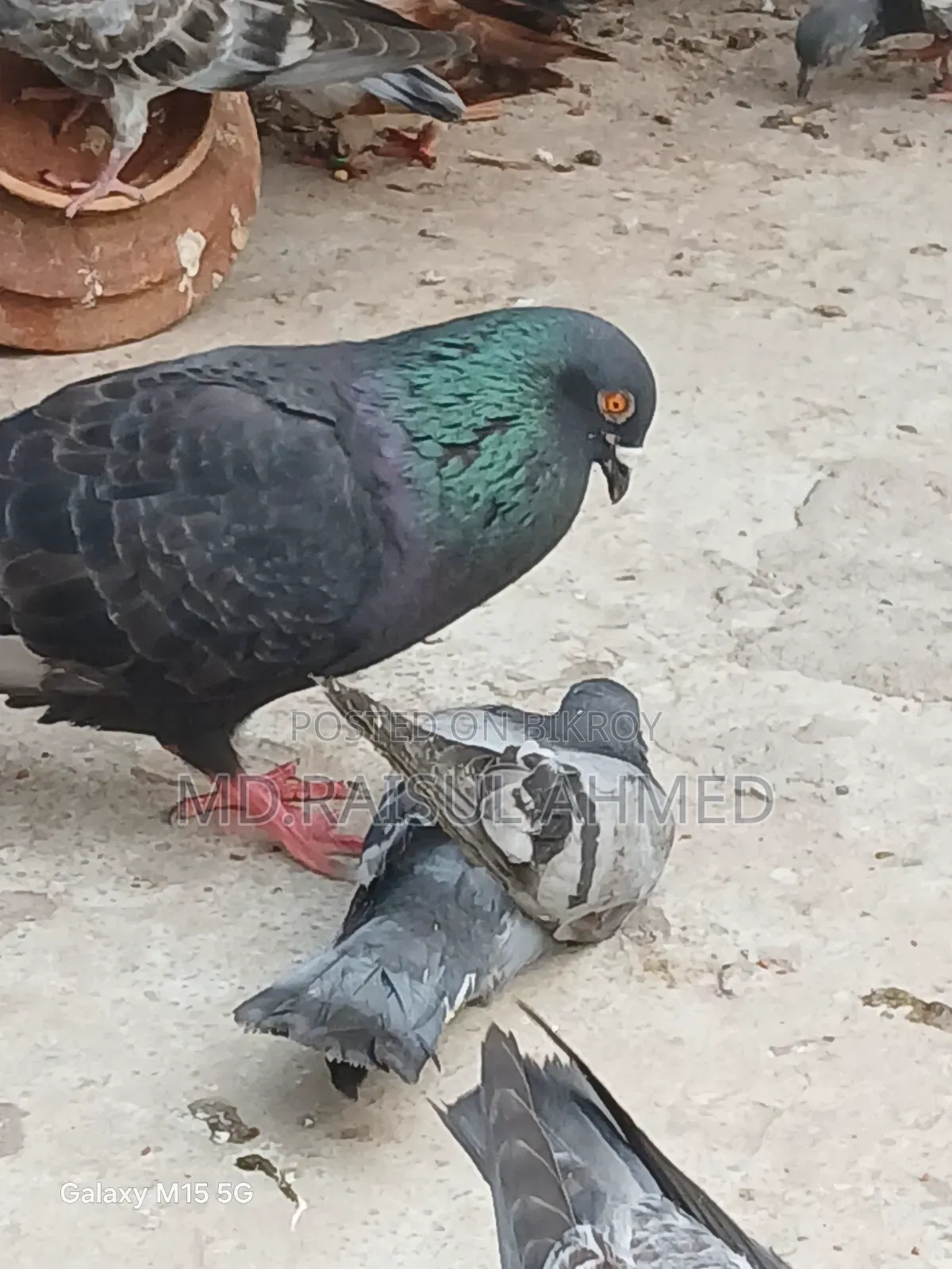 কিছু গিরিবাজ ও রেসার কবুতর বিক্র হবে