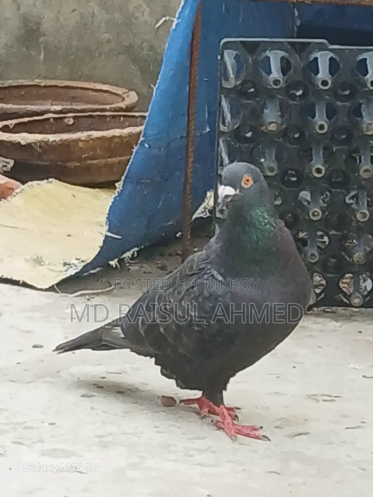 কিছু গিরিবাজ ও রেসার কবুতর বিক্র হবে