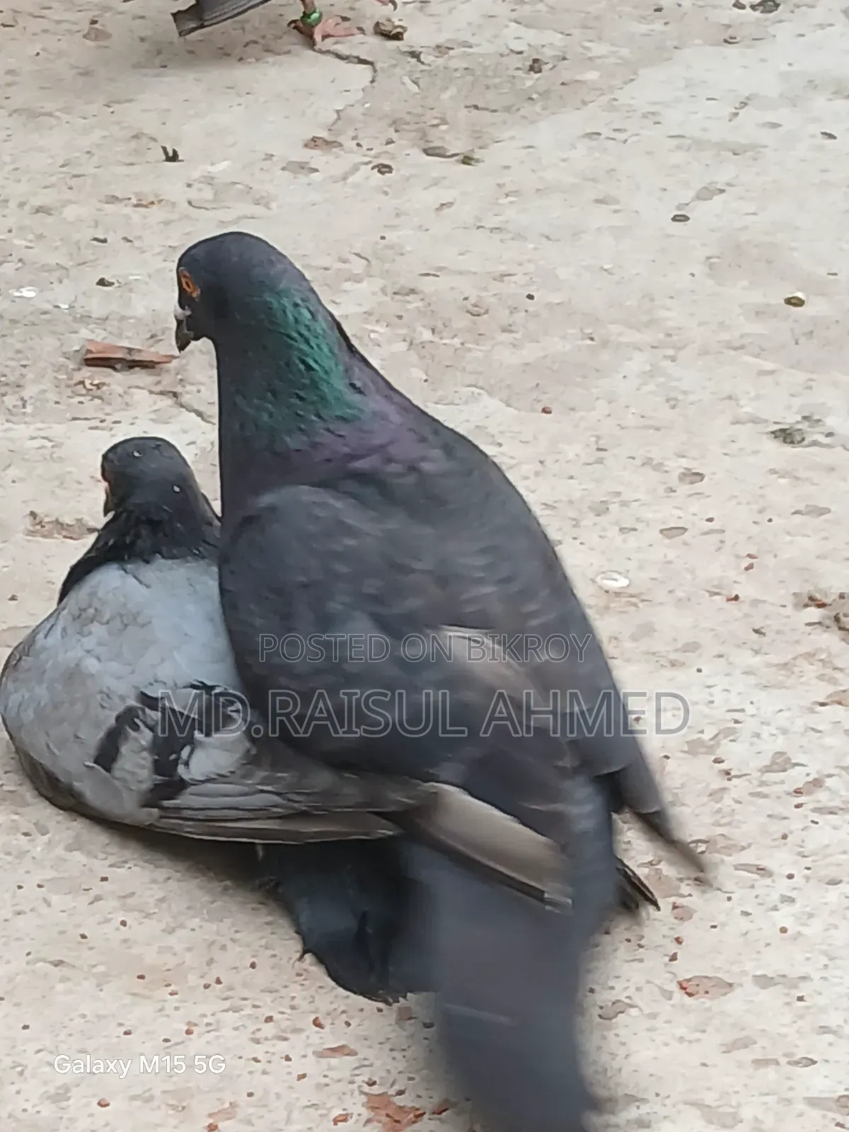কিছু গিরিবাজ ও রেসার কবুতর বিক্র হবে