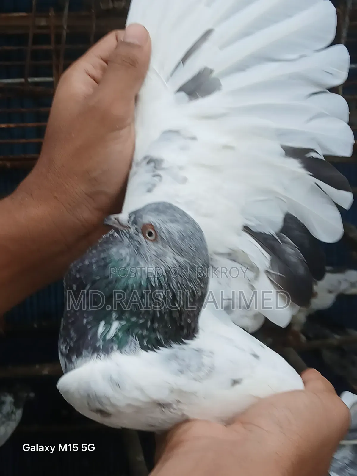 কিছু গিরিবাজ ও রেসার কবুতর বিক্র হবে
