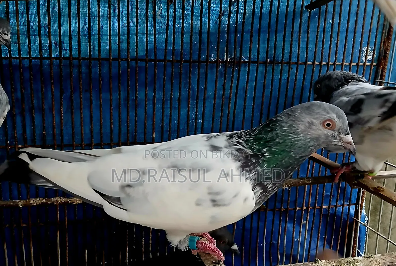 কিছু গিরিবাজ ও রেসার কবুতর বিক্র হবে