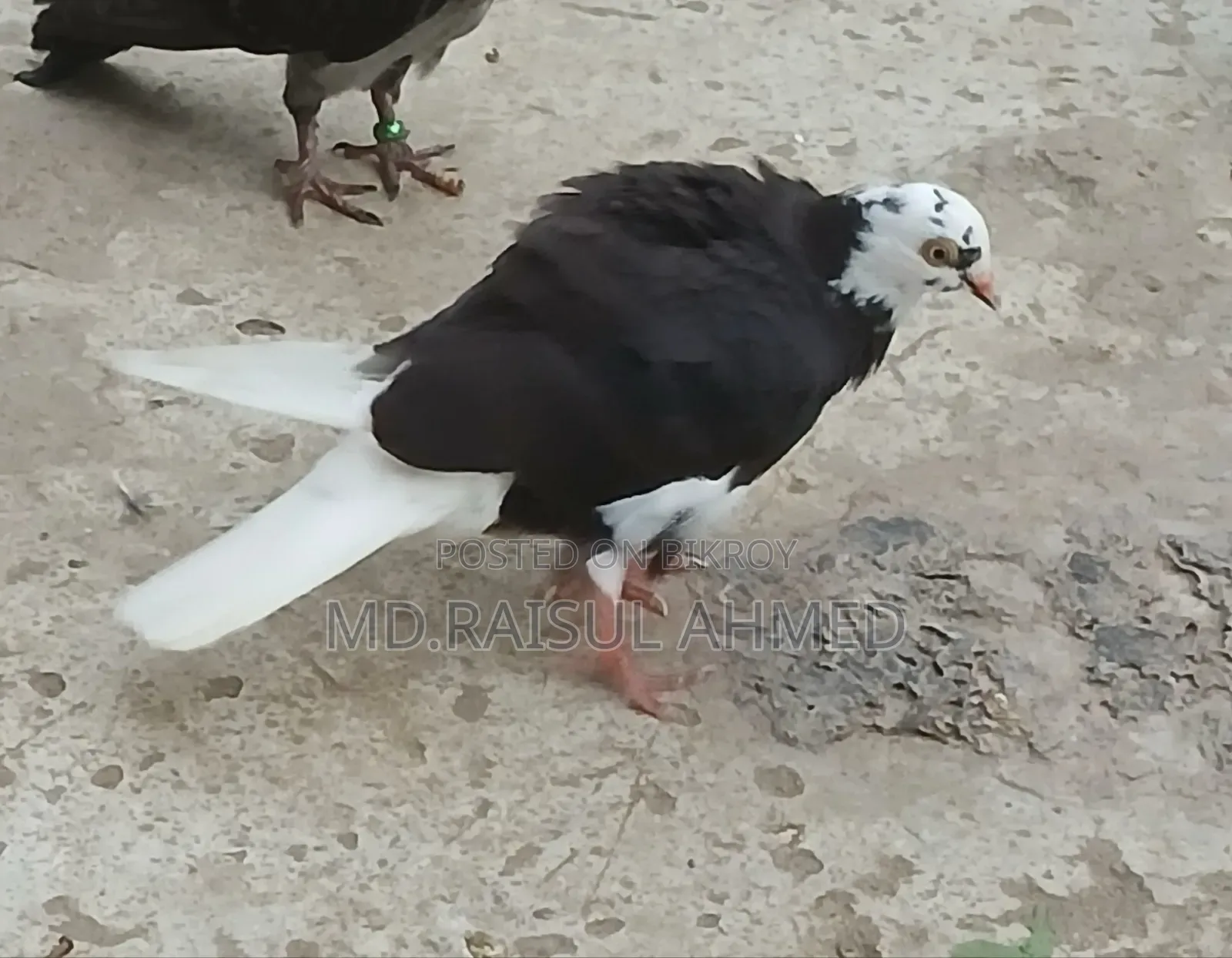 কিছু গিরিবাজ ও রেসার কবুতর বিক্র হবে