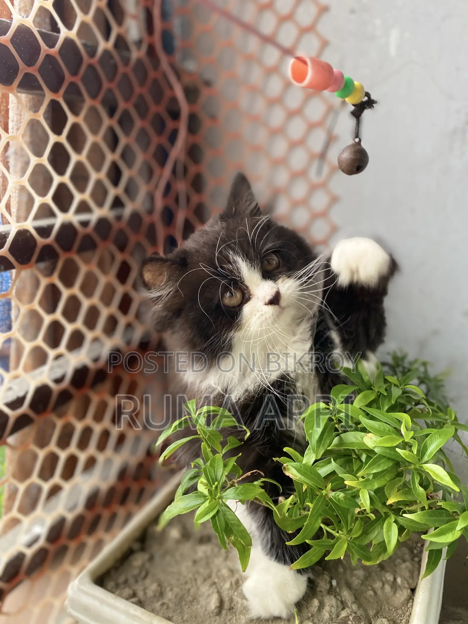 1-3 Months Male Purebred Persian