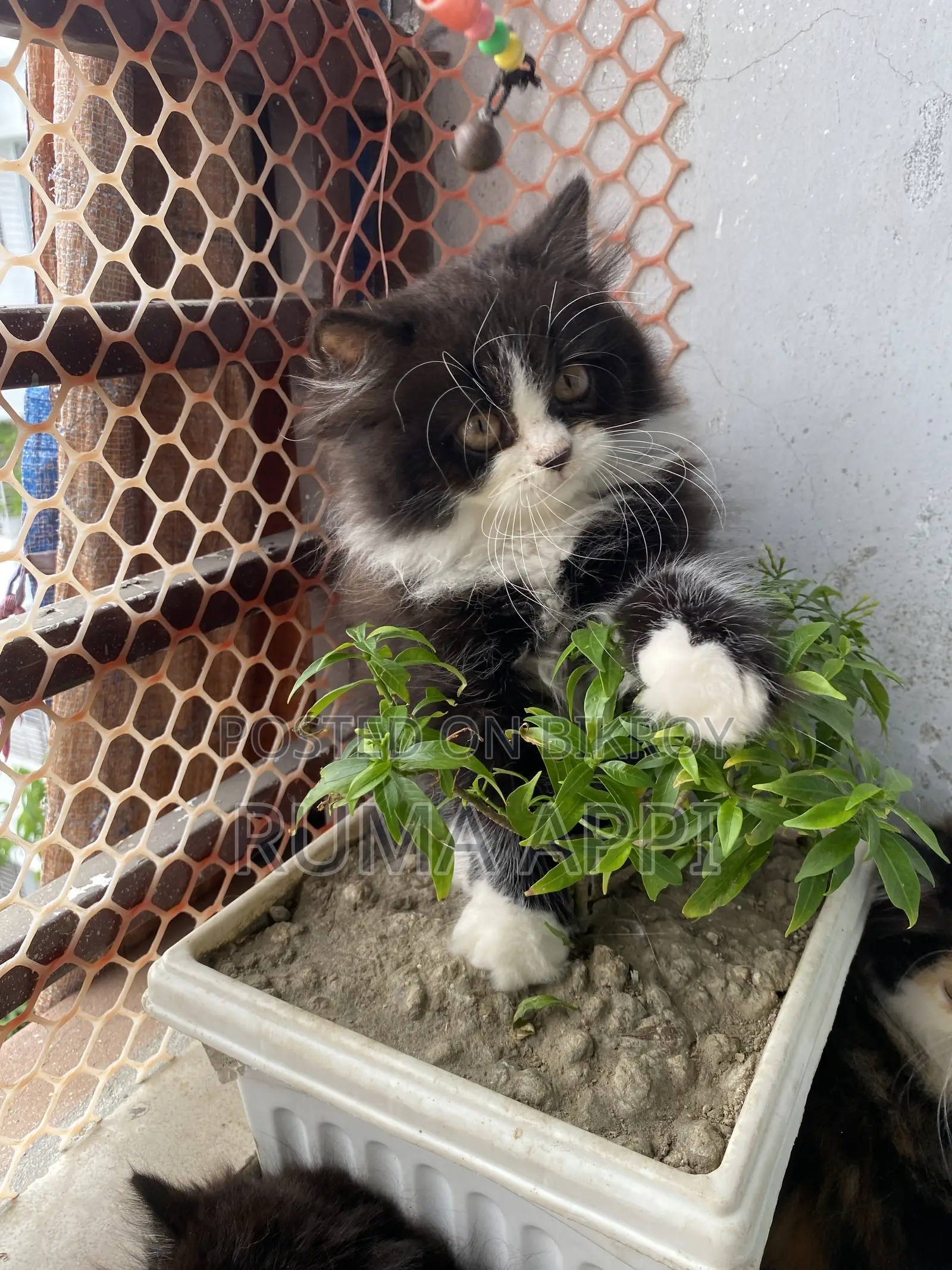 1-3 Months Male Purebred Persian