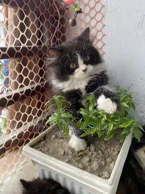 1-3 Months Male Purebred Persian