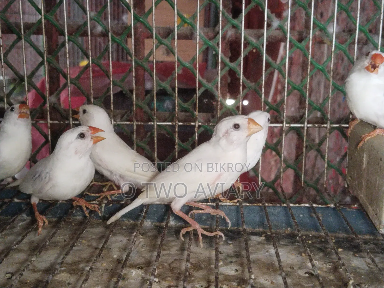 শোনো হোয়াইট ফিন্স