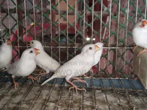 শোনো হোয়াইট ফিন্স