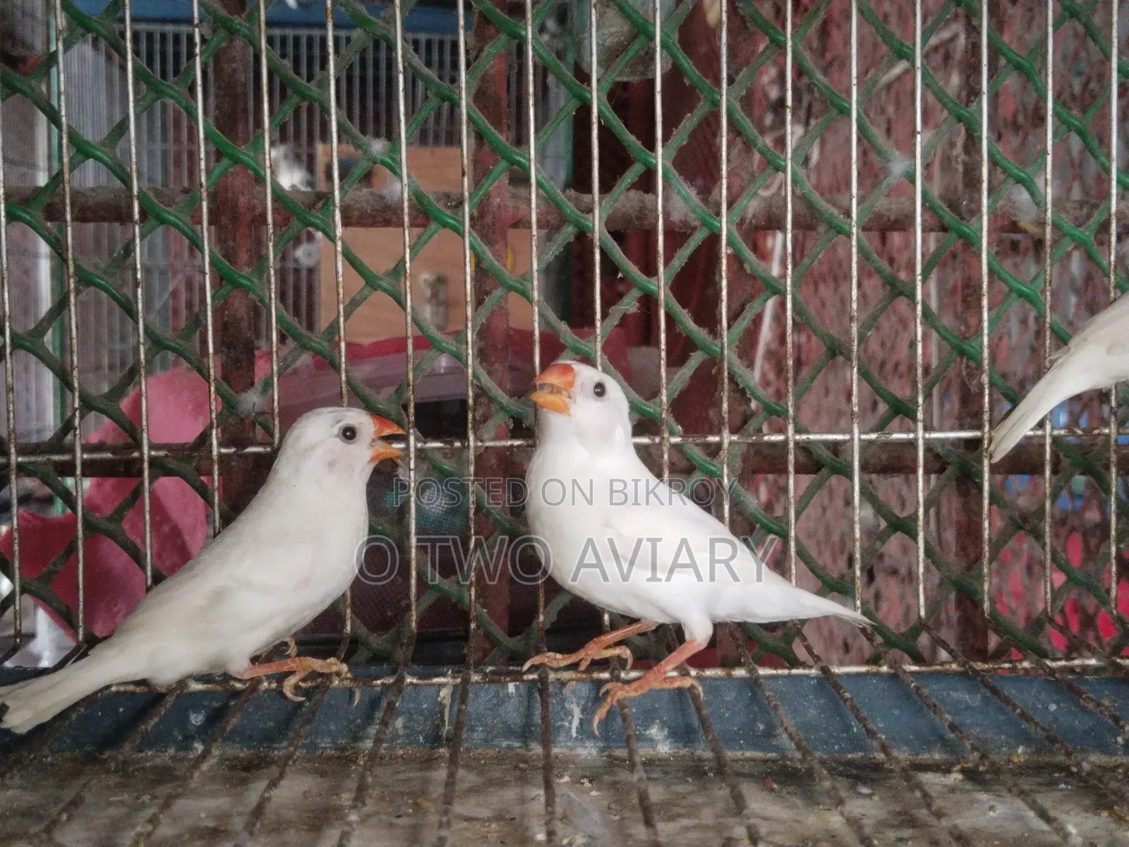 শোনো হোয়াইট ফিন্স