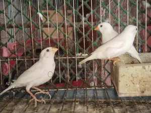 শোনো হোয়াইট ফিন্স