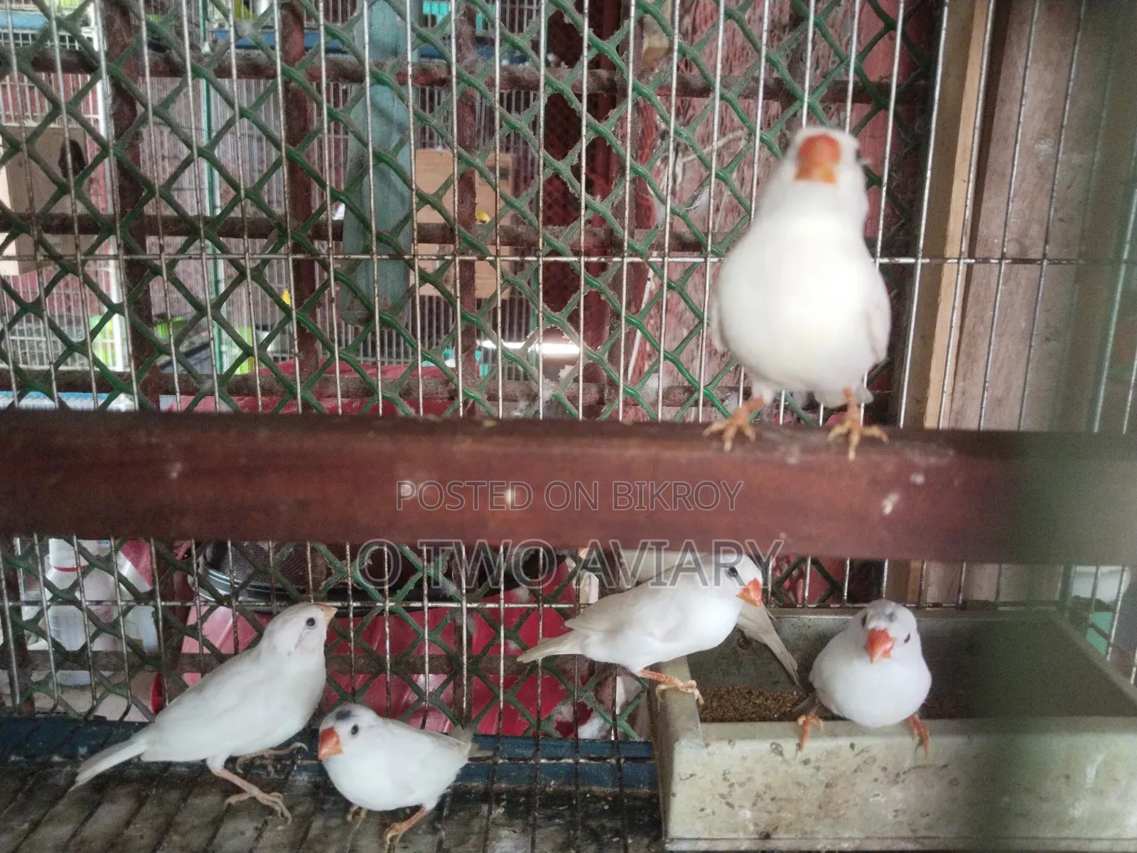 শোনো হোয়াইট ফিন্স