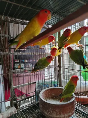 লাভ বার্ড বিক্রি হবে