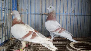 রেসার কবুতর