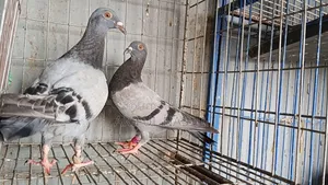 রেসার কবুতর