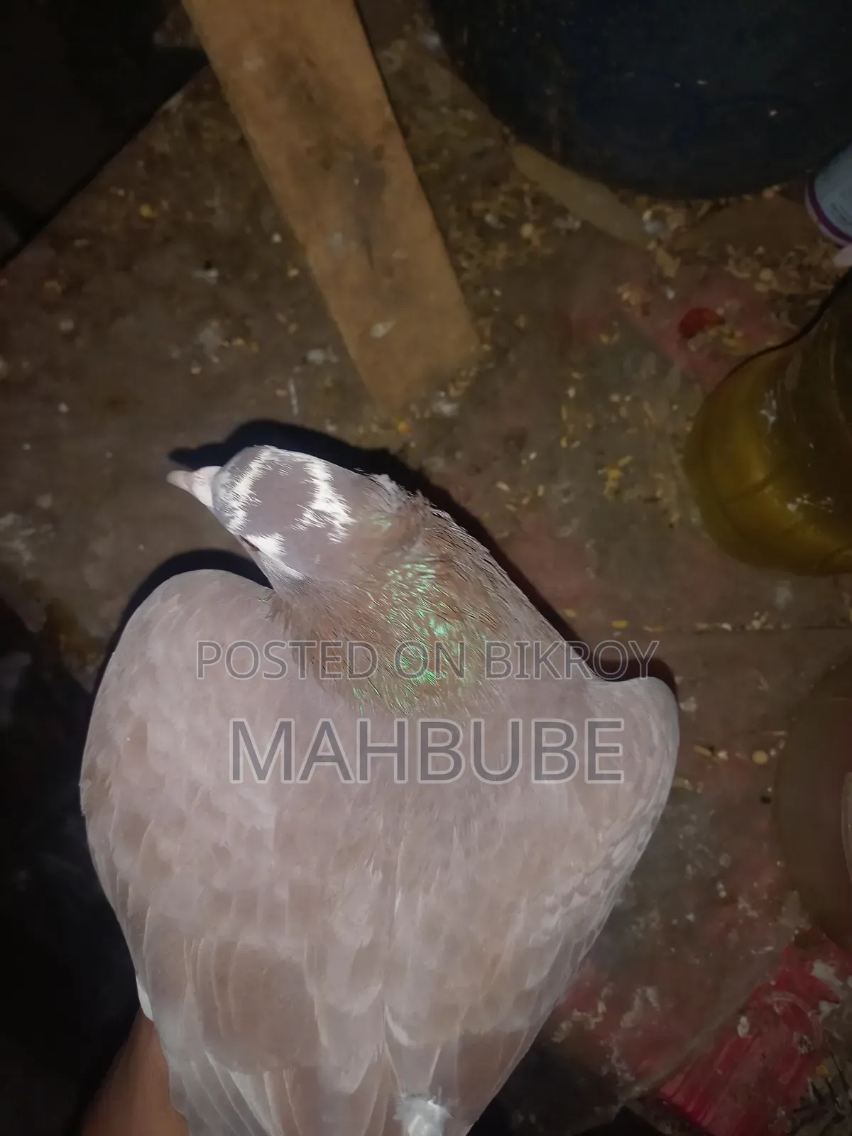 ভালো মানের কবুতর