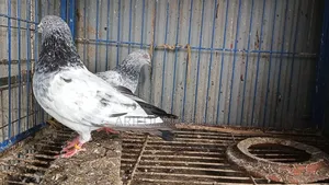 গিরিবাজ কবুতর