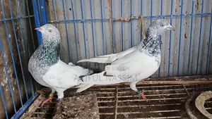 গিরিবাজ কবুতর