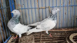 গিরিবাজ কবুতর