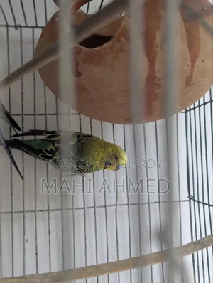 এক জুড়া বাজরিগার পাখি