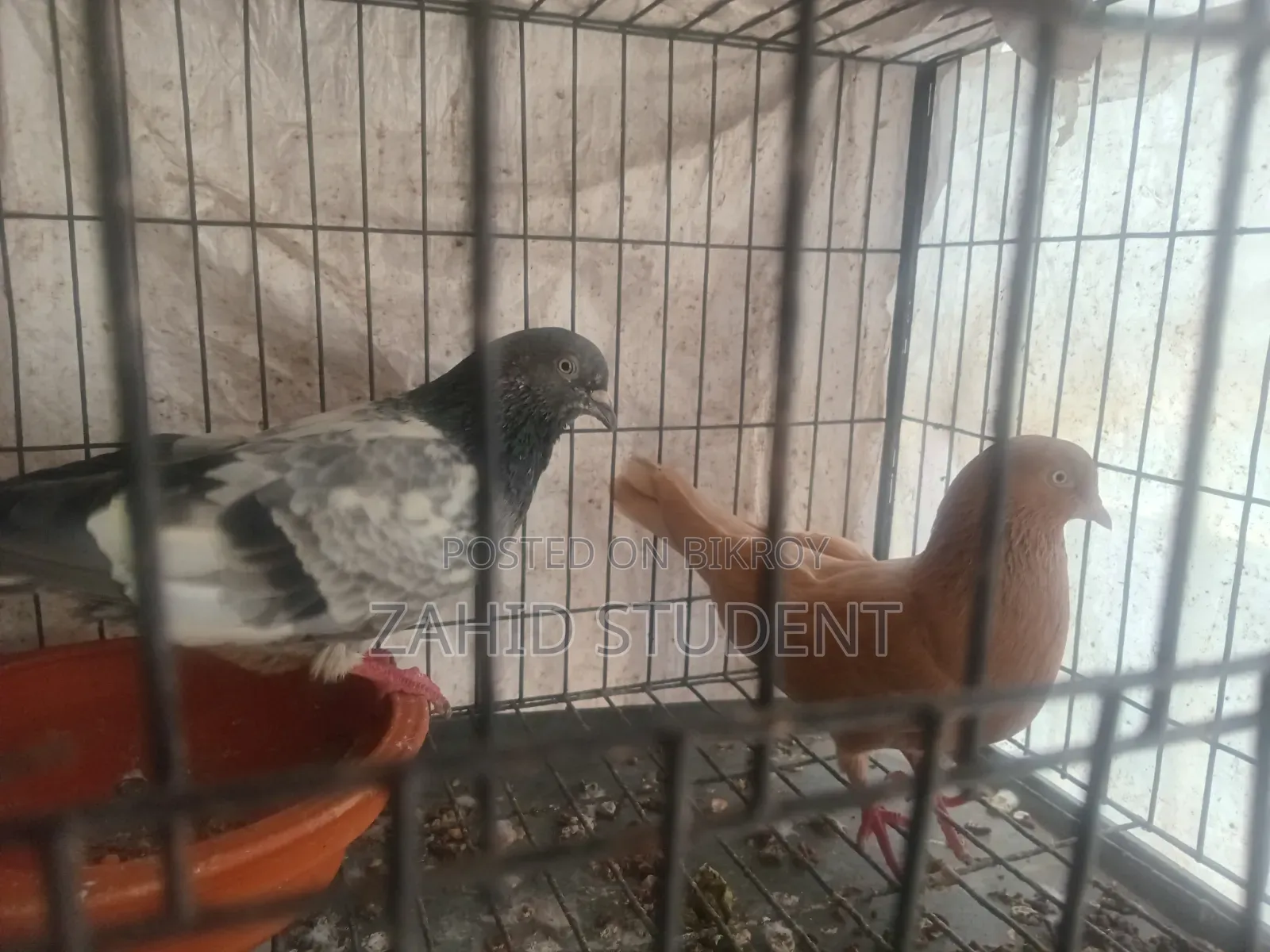 বেস্ট পিজিয়ন পুরানো ব্লাড লাইন