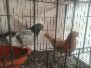 বেস্ট পিজিয়ন পুরানো ব্লাড লাইন