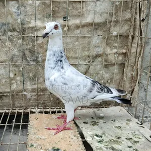 আফসান গ্রিজেল রেসার নর (৫ মাস)