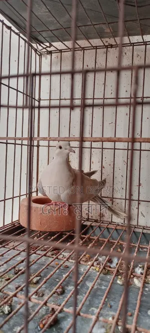 অস্টেলিয়ান মাদি ঘুঘু পাখি