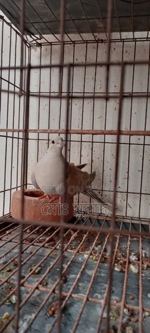 অস্টেলিয়ান মাদি ঘুঘু পাখি