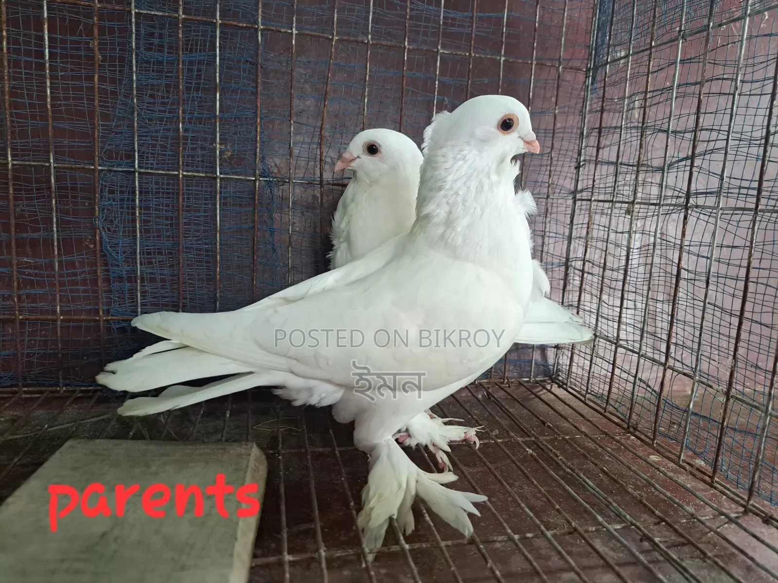 কাগজি সাটিং কবুতর
