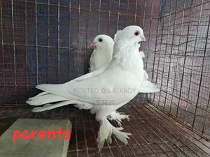 কাগজি সাটিং কবুতর