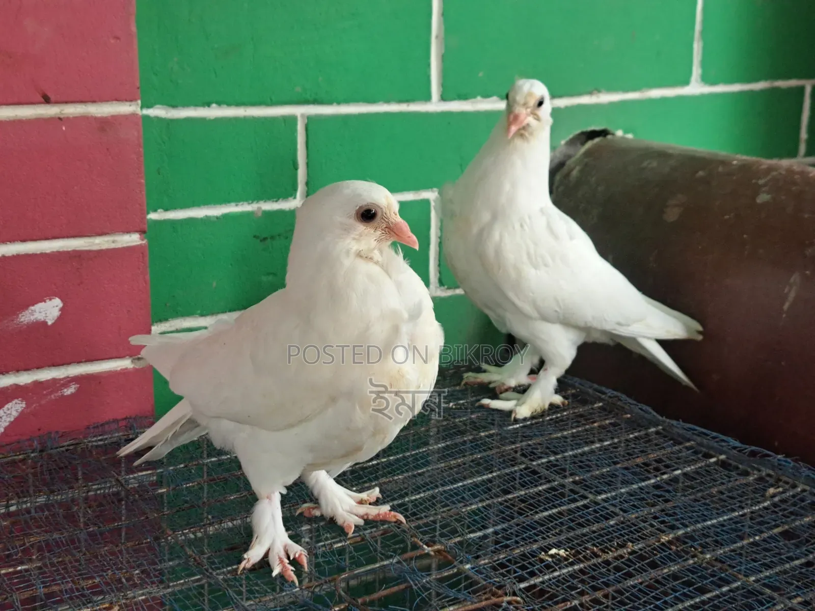 কাগজি সাটিং কবুতর
