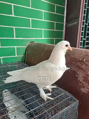 কাগজি সাটিং কবুতর