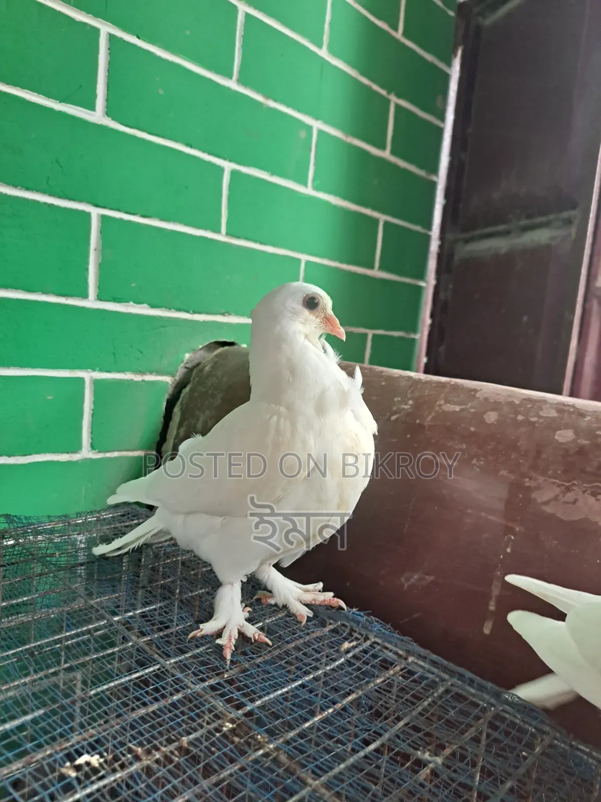 কাগজি সাটিং কবুতর