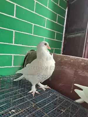 কাগজি সাটিং কবুতর