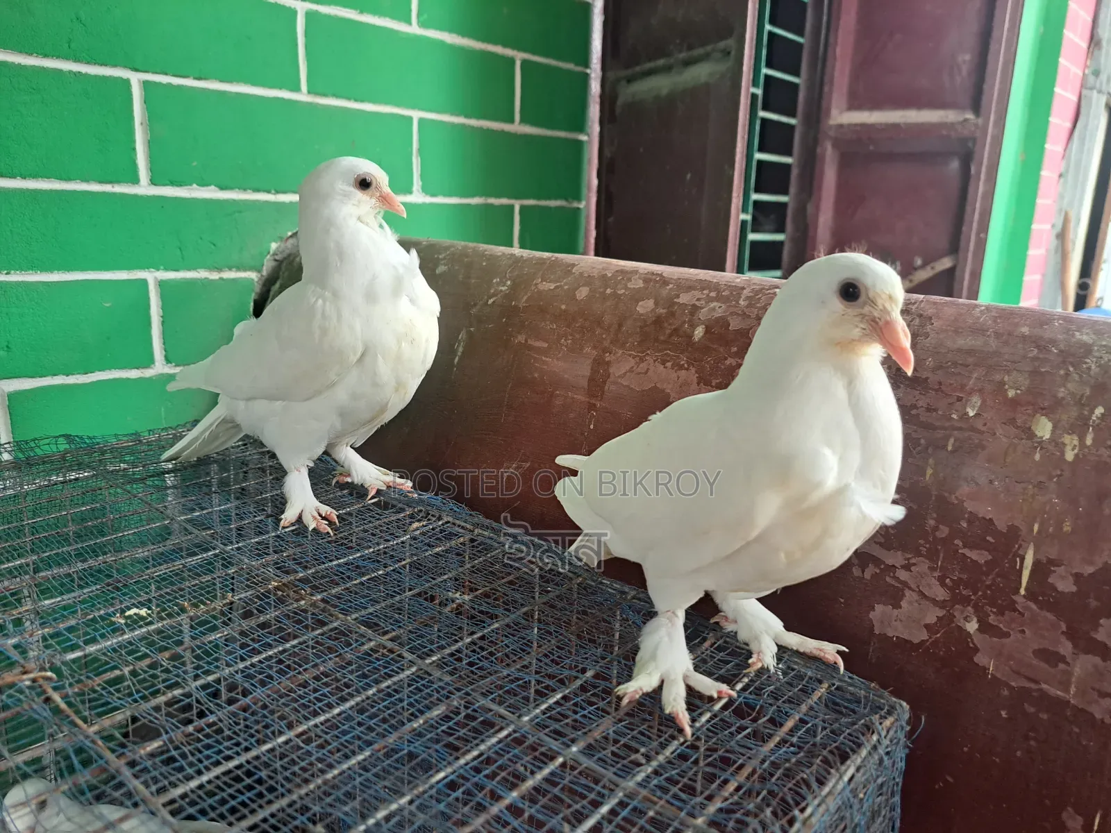 কাগজি সাটিং কবুতর
