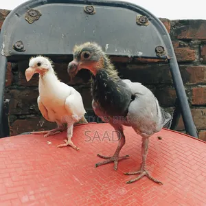 German Beauty Homer Baby Pair Pigeon/জার্মান বিউটি হোমা বেবি পেয়ার