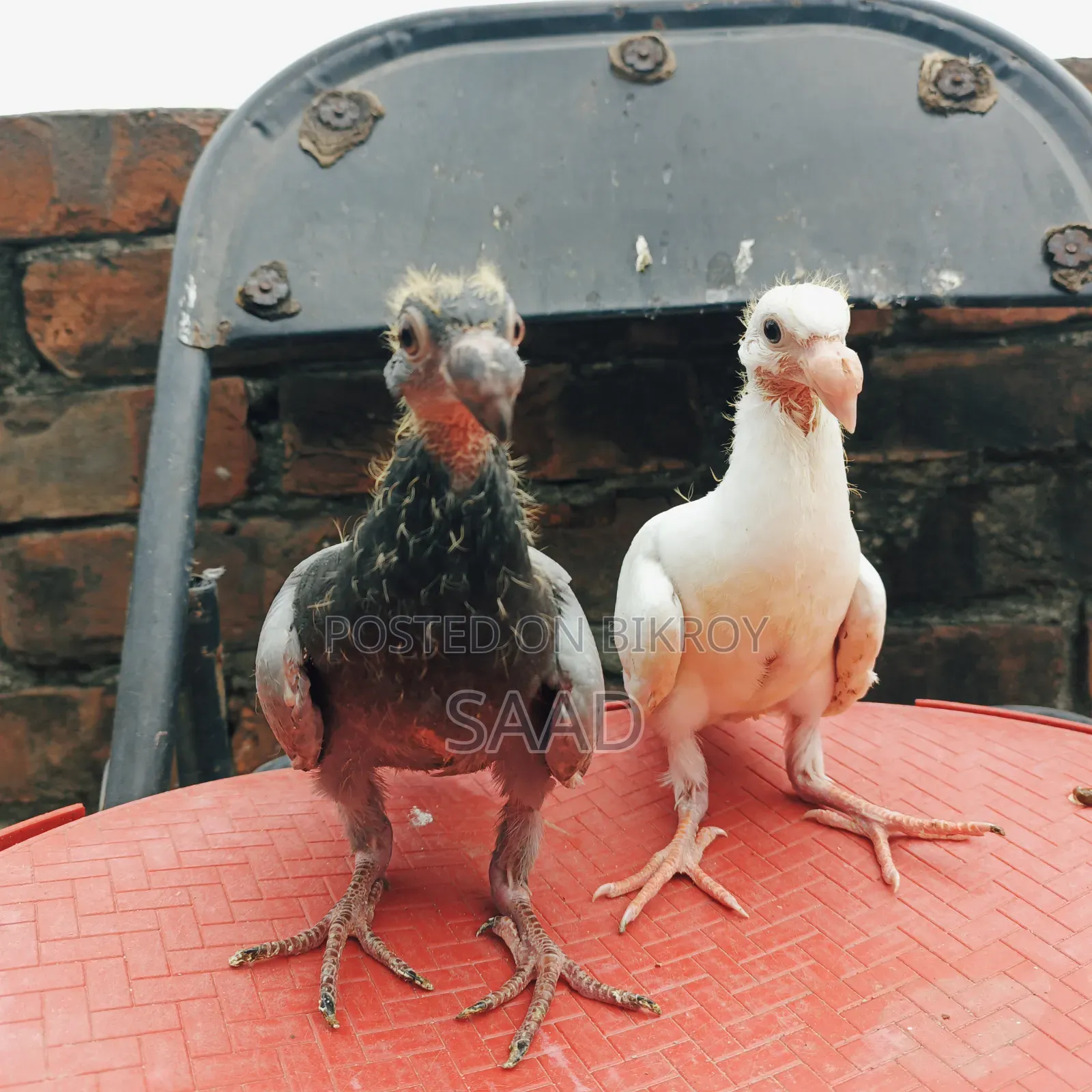German Beauty Homer Baby Pair Pigeon/জার্মান বিউটি হোমা বেবি পেয়ার
