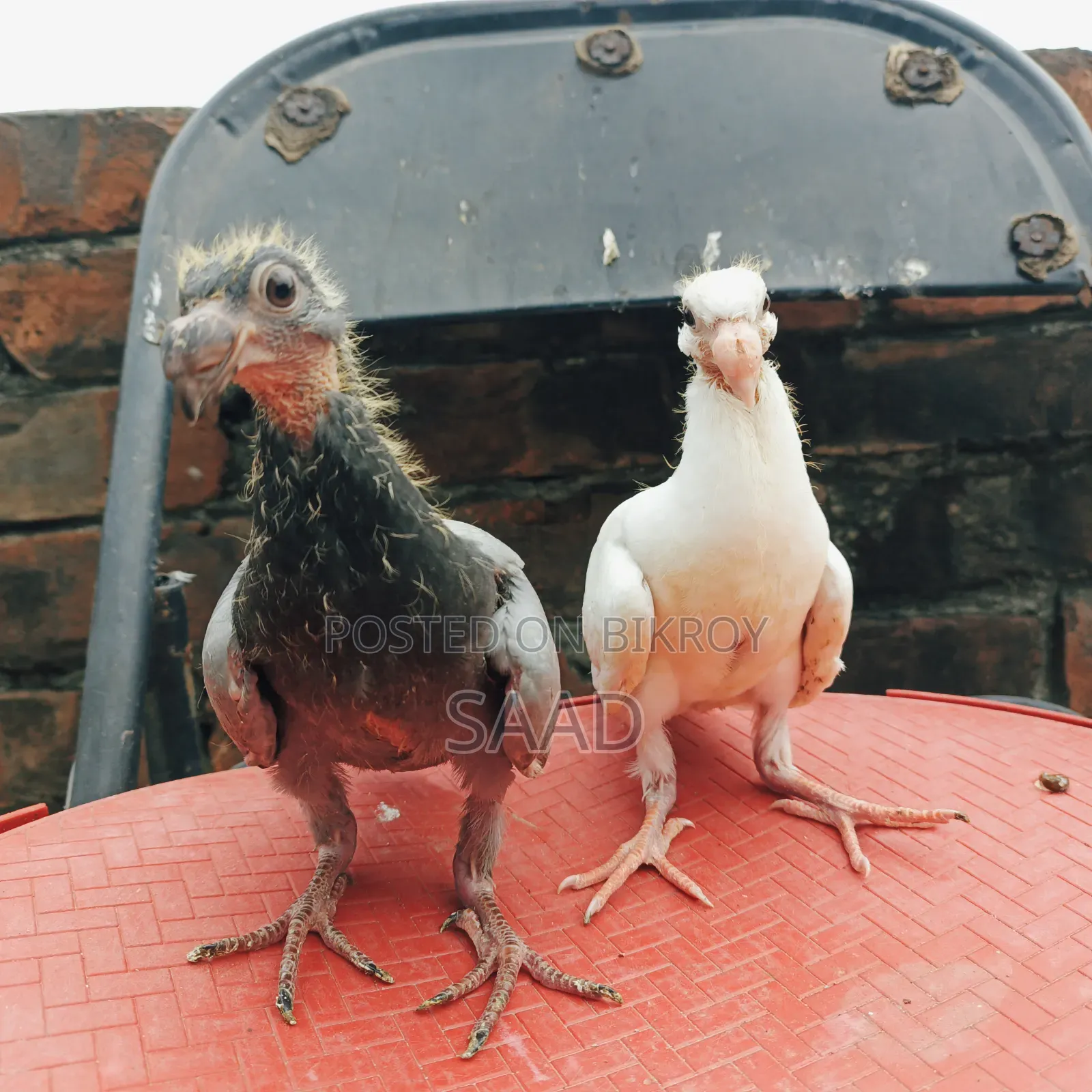 German Beauty Homer Baby Pair Pigeon/জার্মান বিউটি হোমা বেবি পেয়ার
