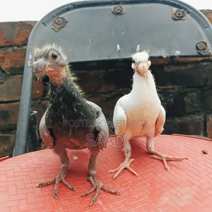 German Beauty Homer Baby Pair Pigeon/জার্মান বিউটি হোমা বেবি পেয়ার