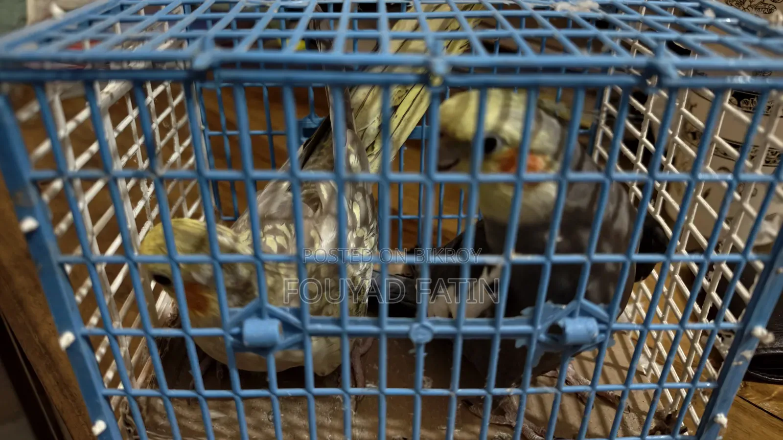 One Pair of Cockatiel