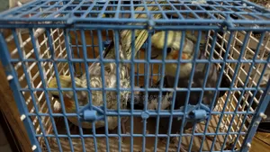 One Pair of Cockatiel