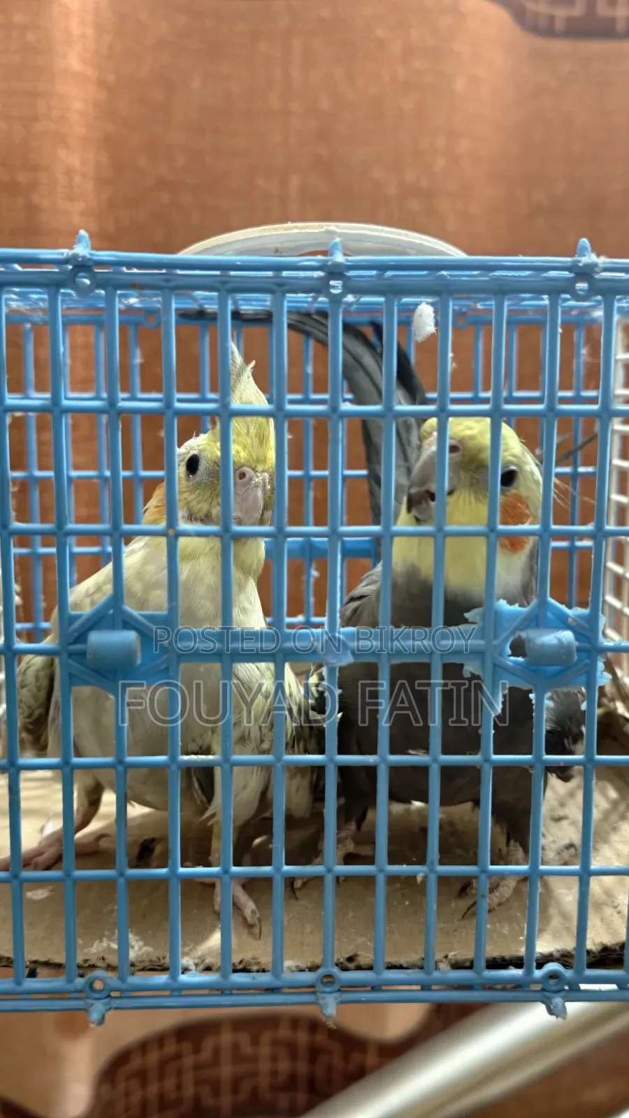 One Pair of Cockatiel
