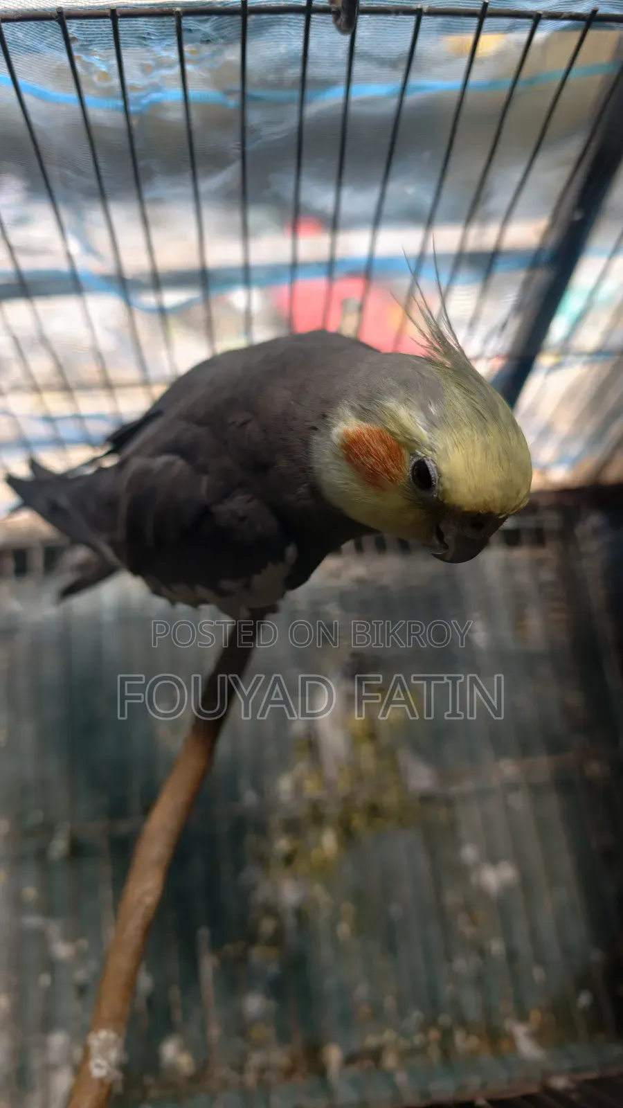 One Pair of Cockatiel