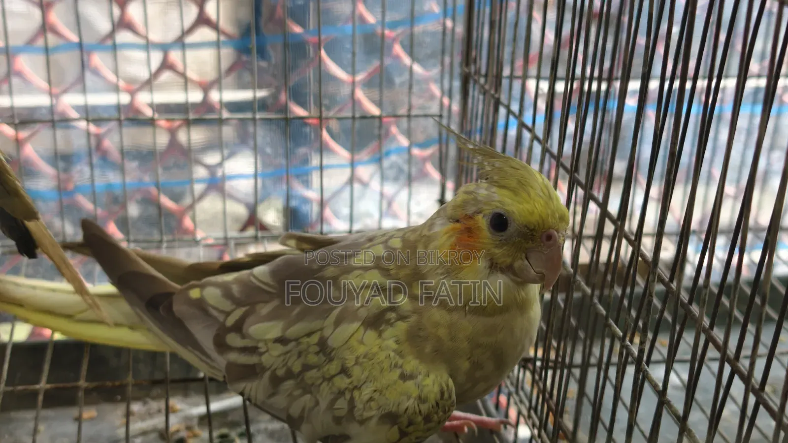 One Pair of Cockatiel