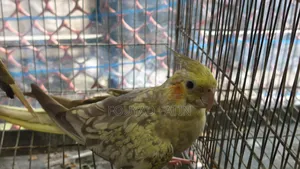 One Pair of Cockatiel