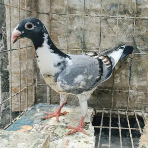 German Pied Beauty Homer Female Baby/জার্মান বিউটি হোমা মাদি বাচ্চা