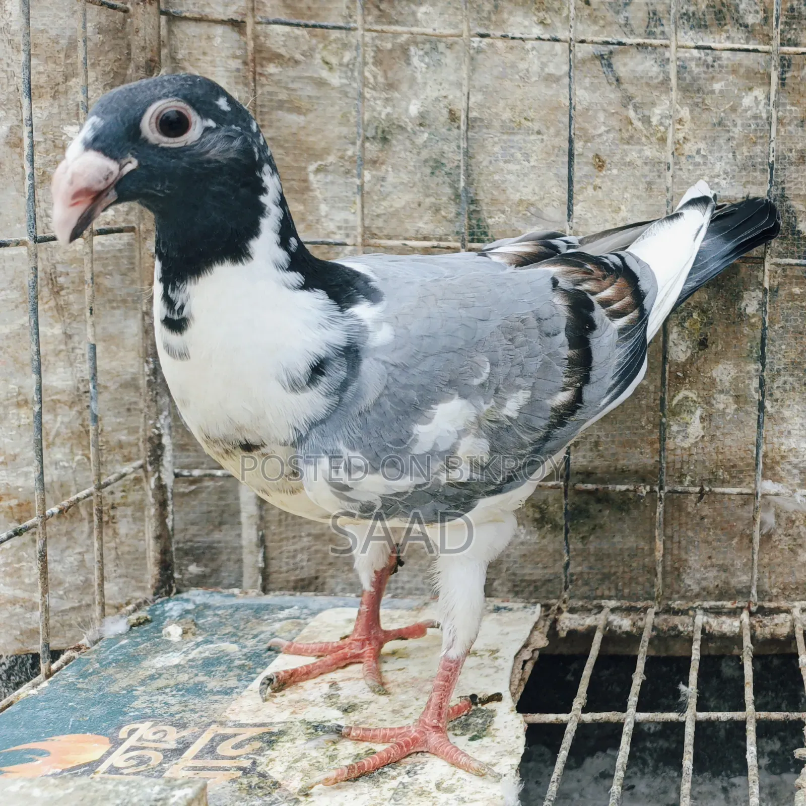 German Pied Beauty Homer Female Baby