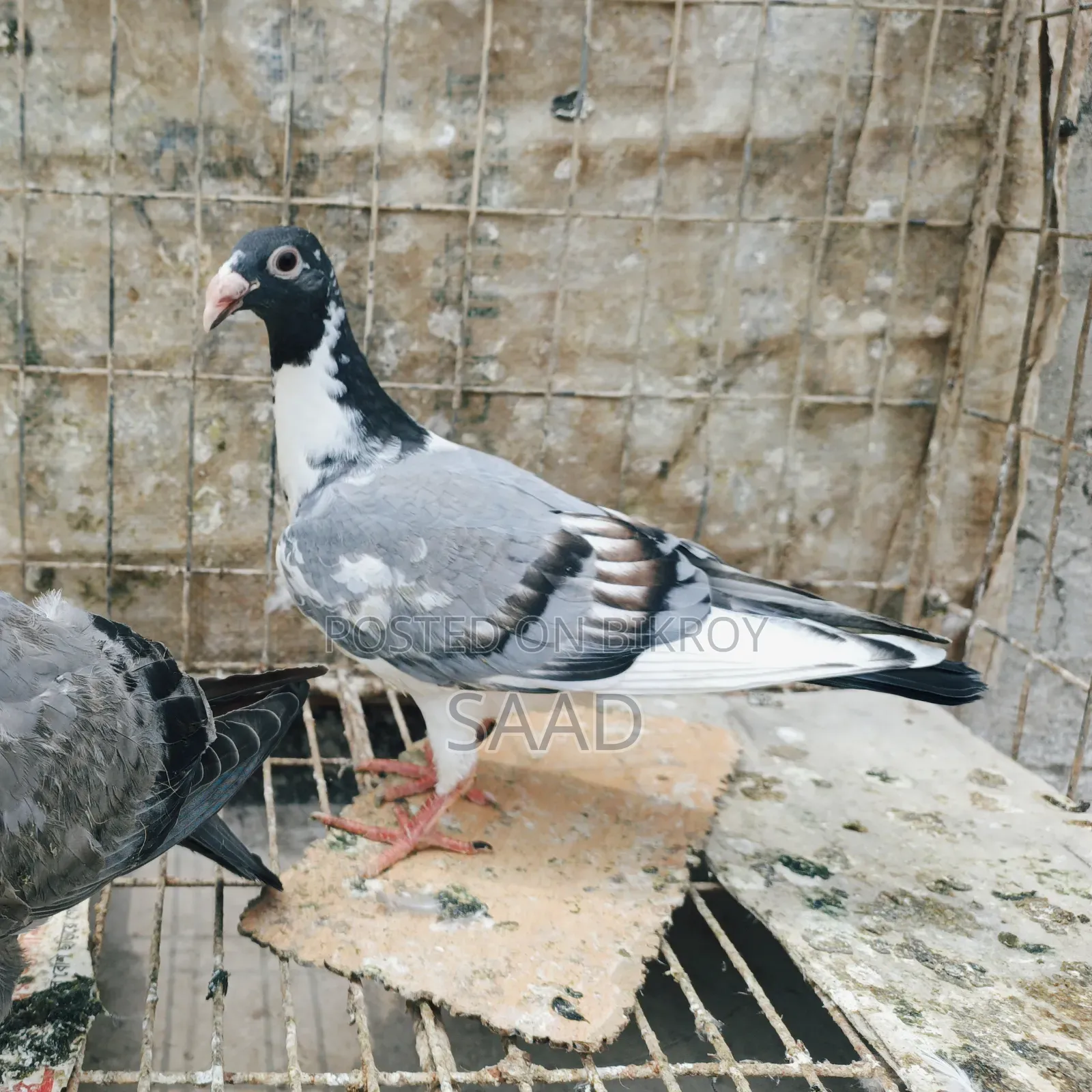 German Pied Beauty Homer Female Baby